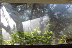 Yes, They Are Alive & Growing!