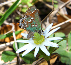 Photography By Artist DAPACU
Austin Texas Hill Country Flowers.