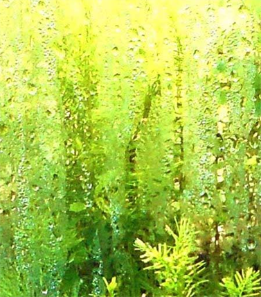 Custom Made Ecosferes,
Self-sustained Living Worlds